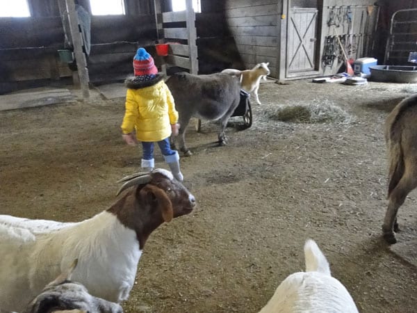 GOATS BARN PONY RIDE