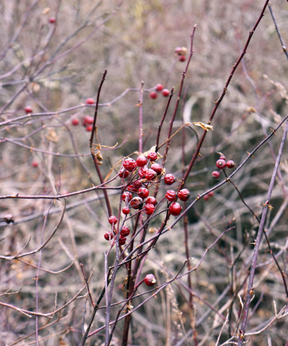 berries bush swamp