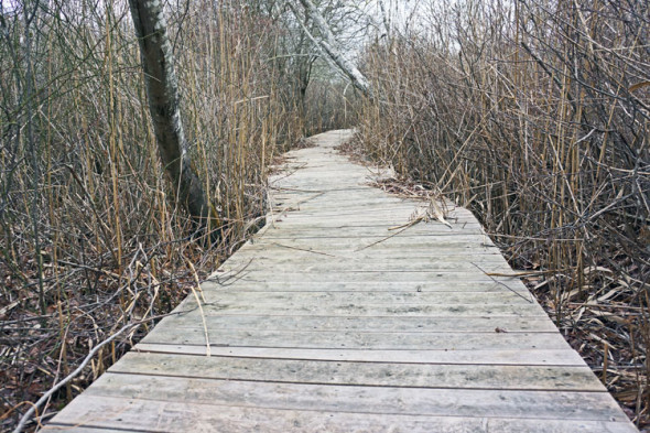 boardwalk sagg swamp