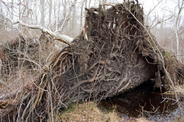 overturned tree swamp