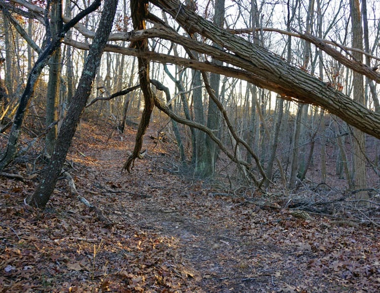 fallen trees