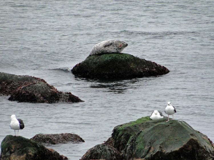 gulls seal hauling out