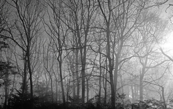 mist trees