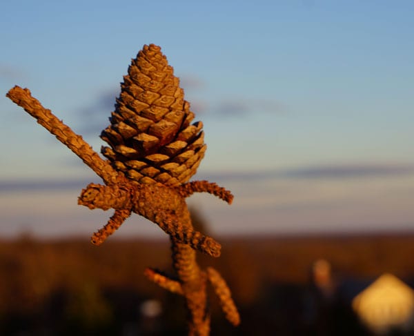 tree cone