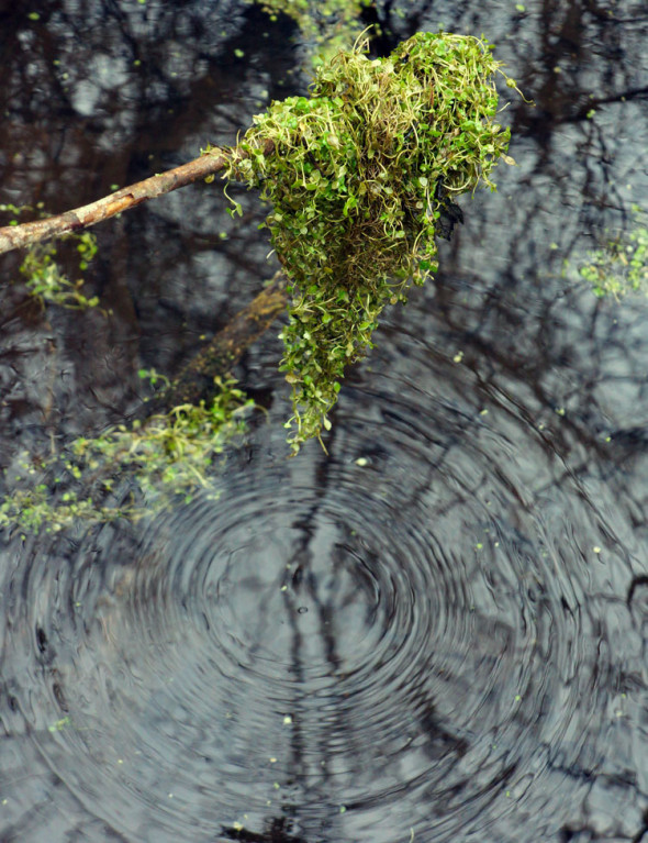 ripples moss swamp