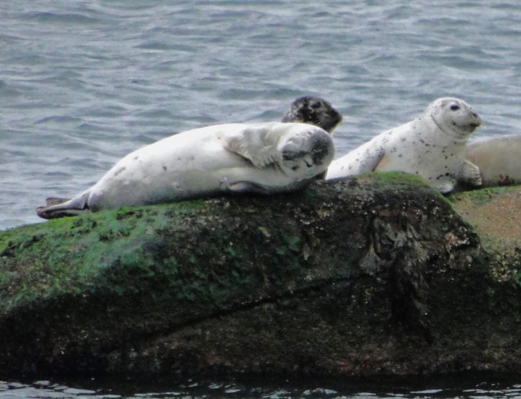 seal on rock