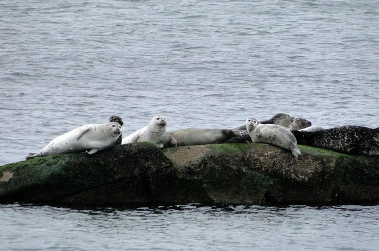 seal haul out montauk point north