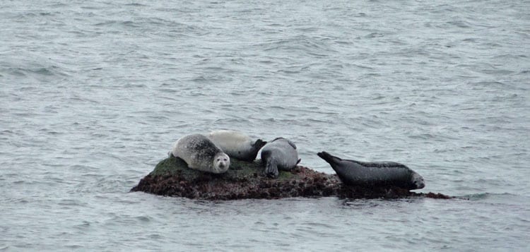 montauk point seals hauling out