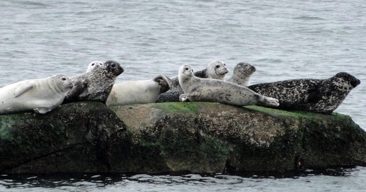 seal haul out south fork long island