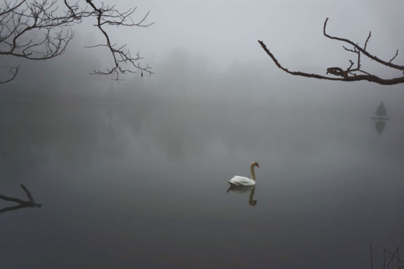 swan in misty pond week in photos