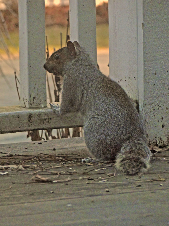 squirrel project 365