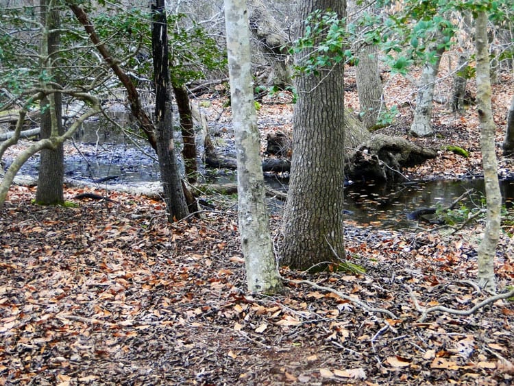 Seal Haul Montauk swamp in woods