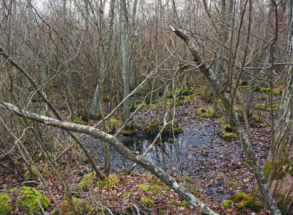 sagg swamp preserve