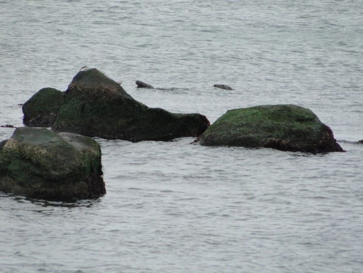 seals swimming rocks