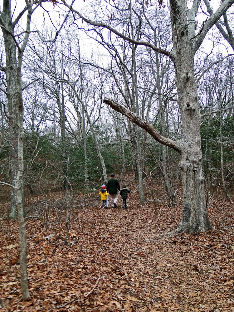 start sealhaulout trail