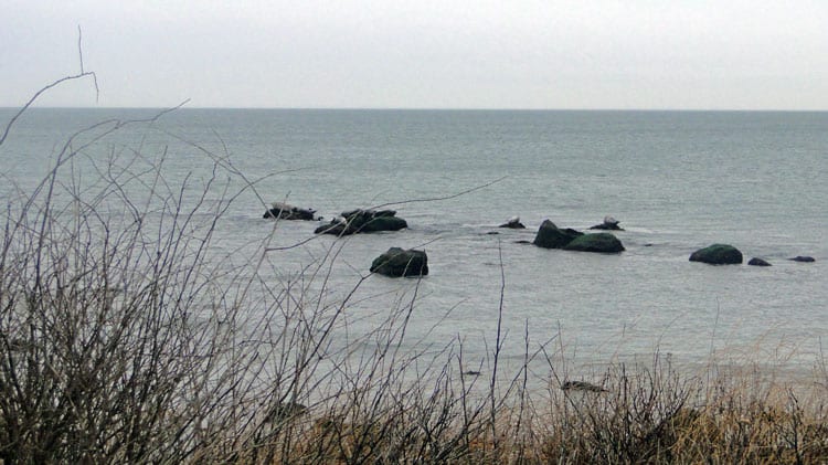 seal haulout area