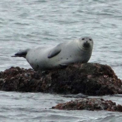 seal resting on rock