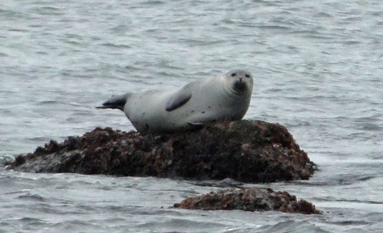 seal resting on rock