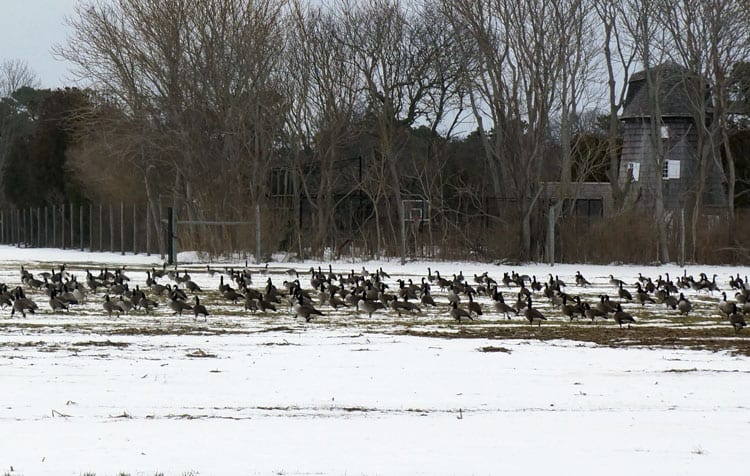 wild geese snow field