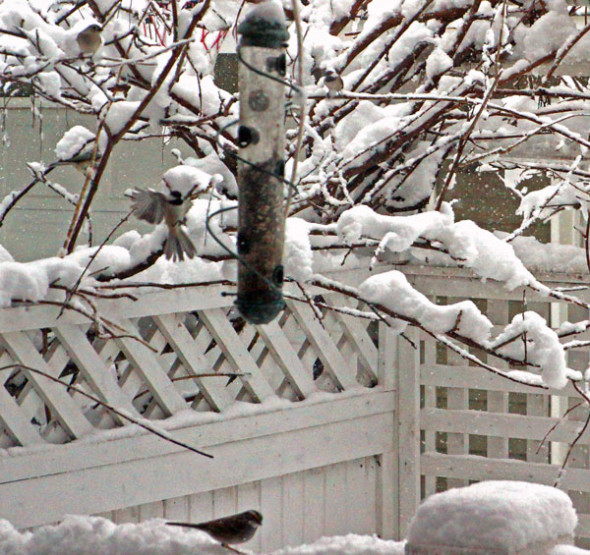 birds snow birdfeeder