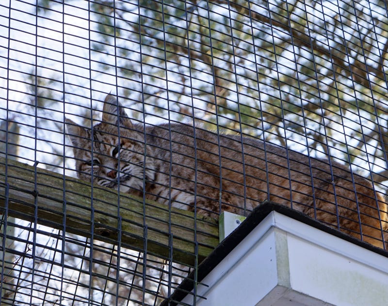 Quogue Wildlife Refuge bobcat