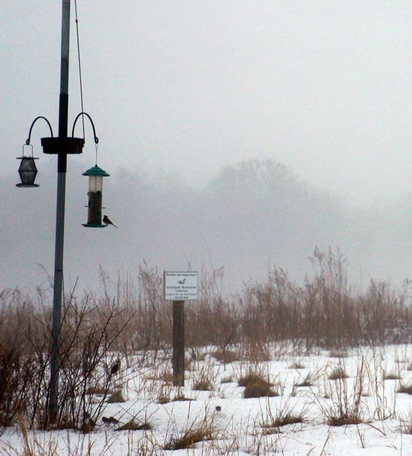 Hamptons NY Winter Birdfeeder