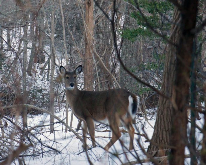 deer woods snow