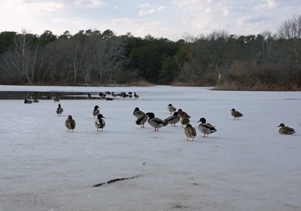 ice pond quogue wildlife refuge