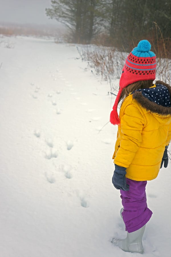 animal tracks snow