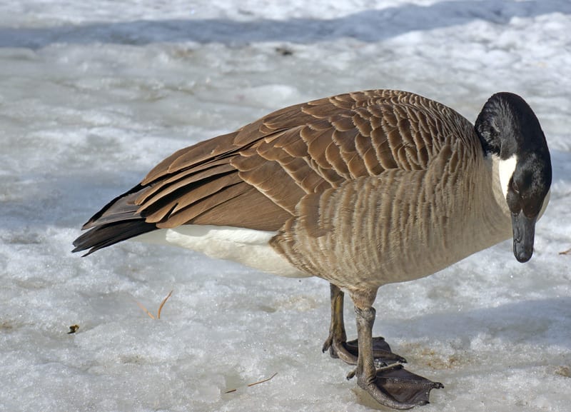 goose