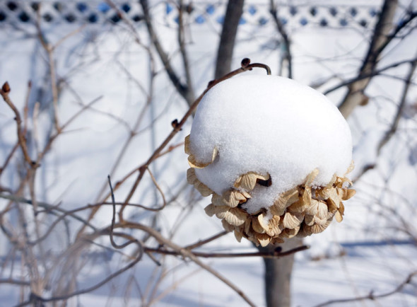 hydrangea covered in snow