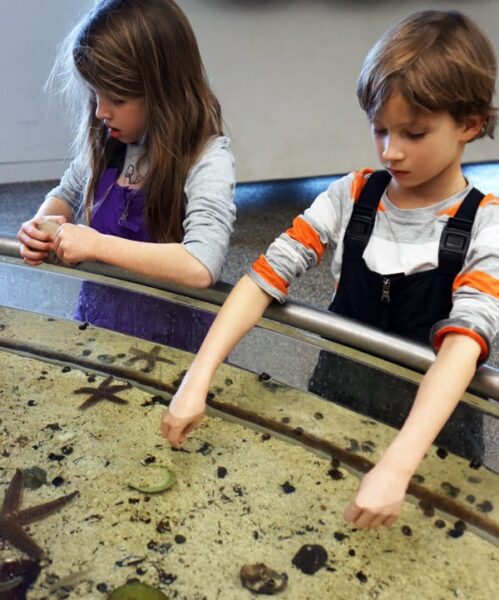 natures caretakers SoFo marine touch tank