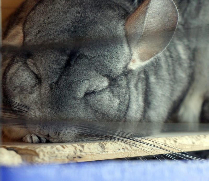 sleeping chinchilla in cage