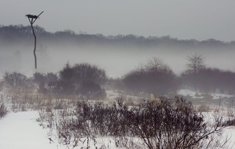 Hamptons NY sofo nature preserve mist