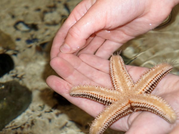 SoFo starfish
