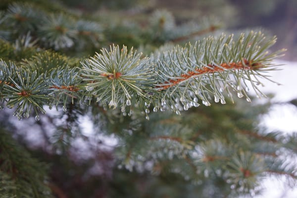 raindrops branch