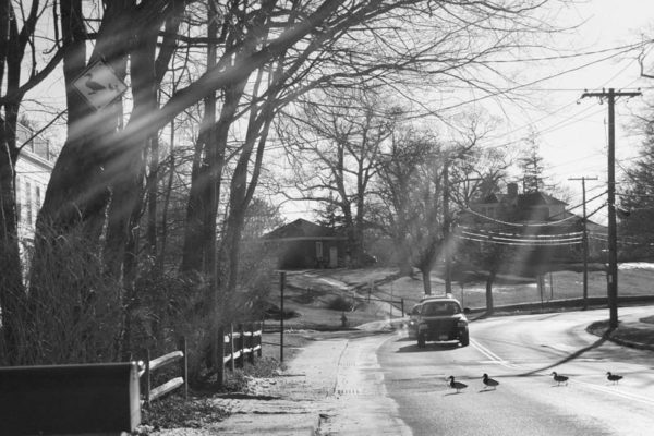 ducks crossing road sign