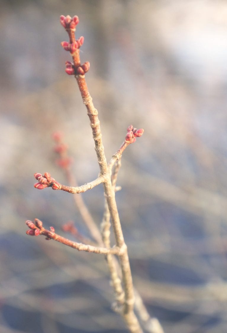 buds on branch