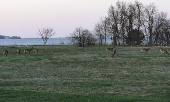 deer dusk