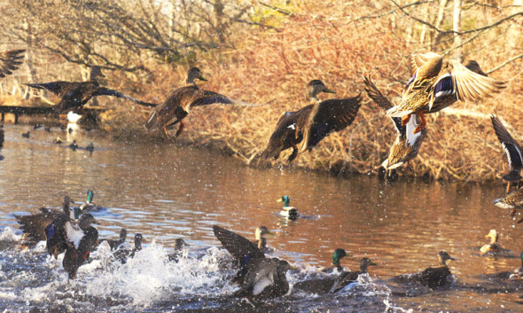 ducks flying out water