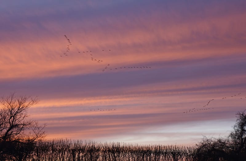 sunset with geese