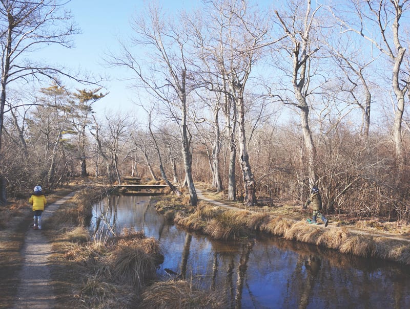 nature trail with bridges