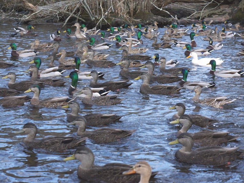 raft ducks east hampton nature trail