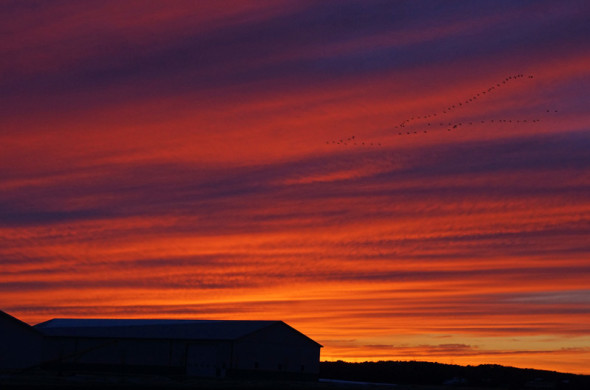 Sunset with geese in sky