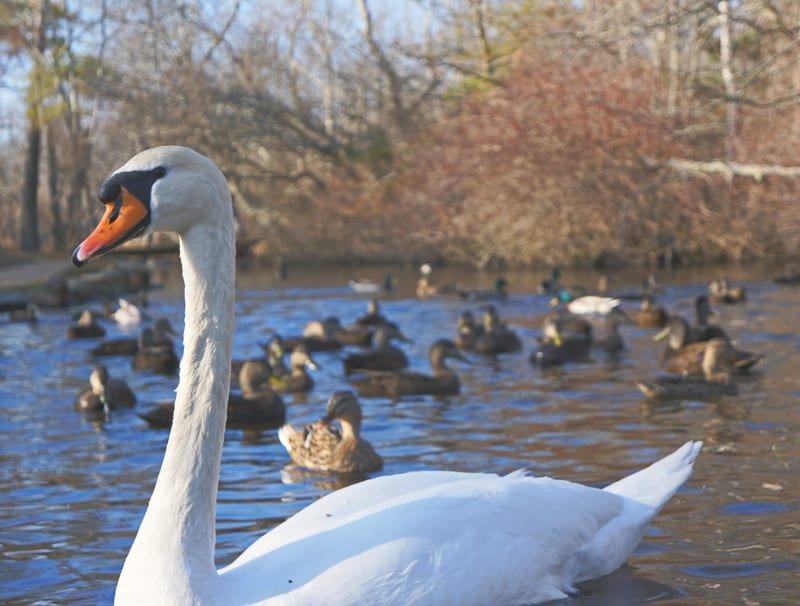 Swan and ducks on Nature Trail