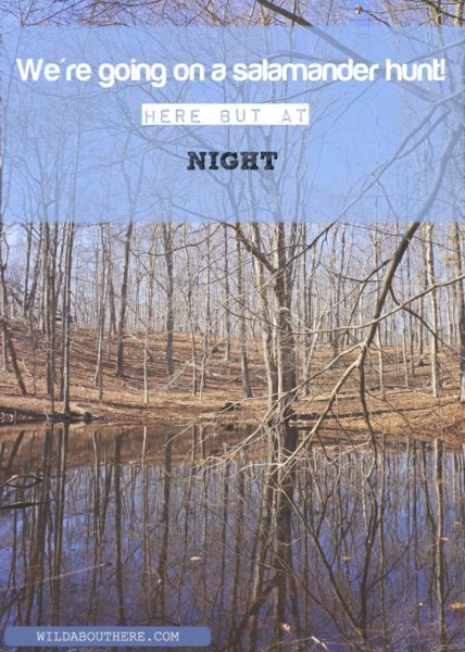 We're going on a salamander hunt