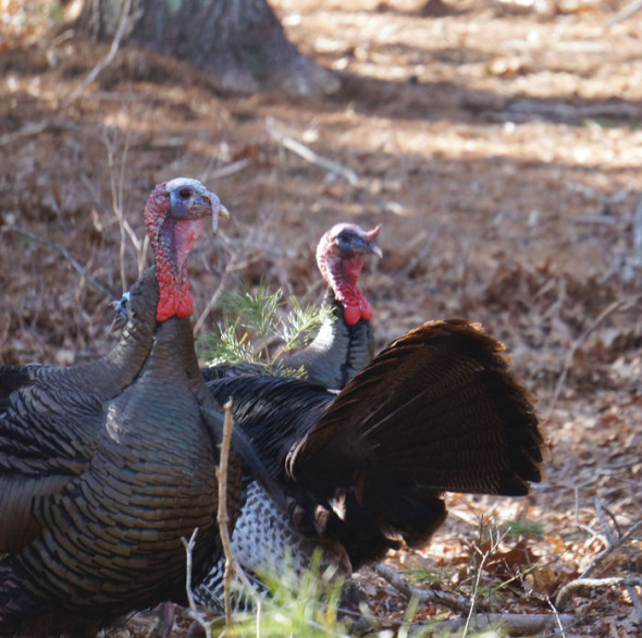 wild turkeys