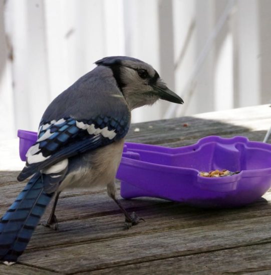 blue jay feeding patio table