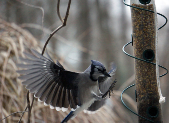 bluejay landing feeder