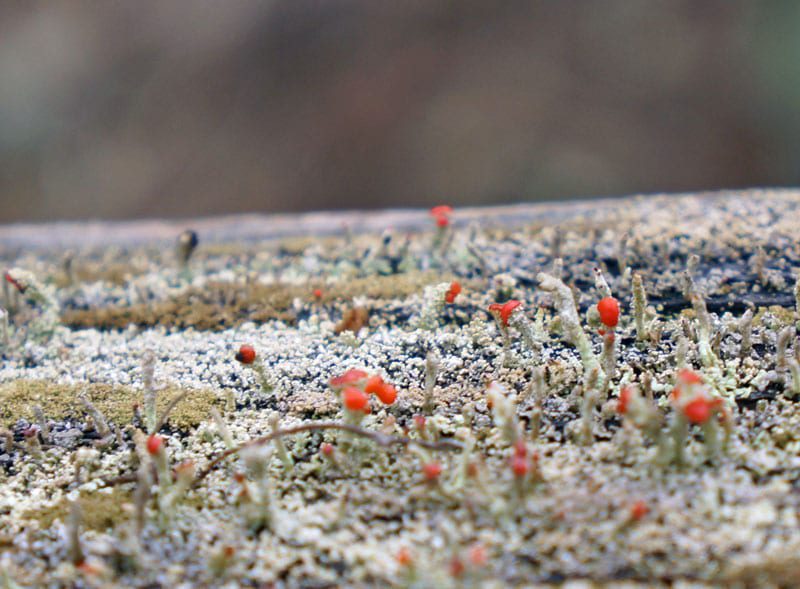 british-soldiers-lichen